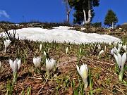 14 Bianchi fiori di Crocus vernus (Zafferano maggiore) crescono appena la neve si scioglie